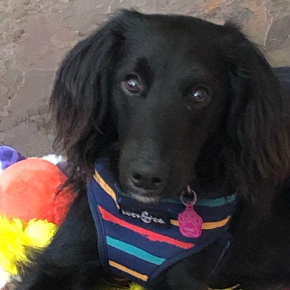 Meet your Posher, Paula - Picture 2 of 4